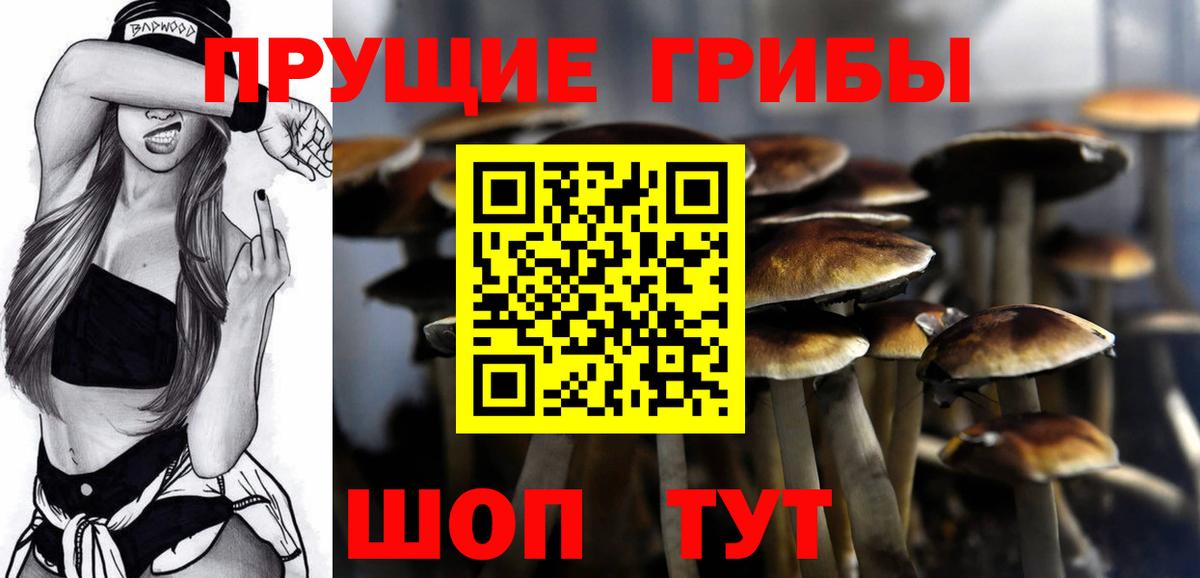 Псилоцибиновые грибы Psilocybine cubensis  Вход с VPN  Галлюциногенные грибы прущие грибы  Камень-на-Оби 